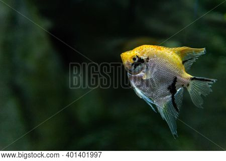 Portrait Of Freshwater Angelfish Or Scalare, Pterophyllum Scalare, Orange Black White Silver Color