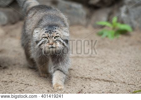 Pallas's Cat (otocolobus Manul). Manul Is Living In The Grasslands And Montane Steppes Of Central As