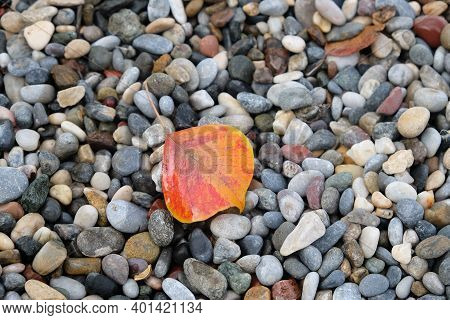 A Red-orange Fallen Leaf Of A Sebaceous Tree (triadica Sebifera) Lies On A Pebble Background