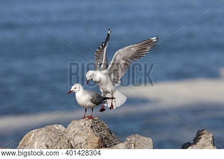 Hartlaub's Gull Or King Gull, Larus Hartlaubii, Adult In Flight, Landing On Rocks, Hermanus In South