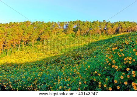 Mountain pine haven blomster i thailand