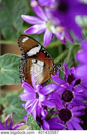 Danaid Eggfly (hypolimnas Misippus) Female Butterfly In The Garden