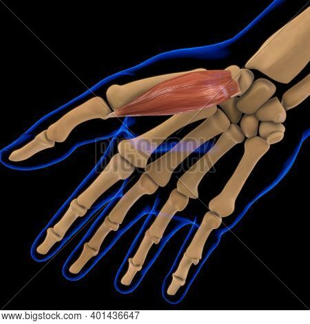 Abductor Pollicis Brevis Muscle Anatomy For Medical Concept 3D Illustration