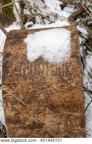 Beetles Left Drawings As Hieroglyphs On A Sawn Tree Under The Bark