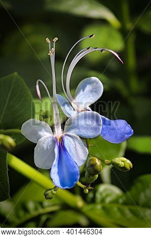 Macro Vertical Of The Blue Butterfly Bush Flowers.