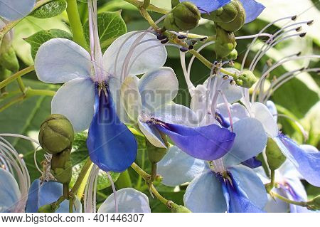 Macro Of Clerodendrum Flowers On A Plant.