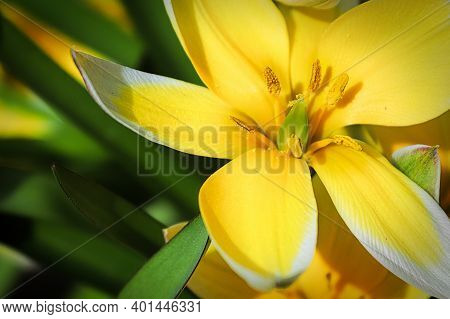 Macro Of The Dasystemon Tarda Tulip Flower.