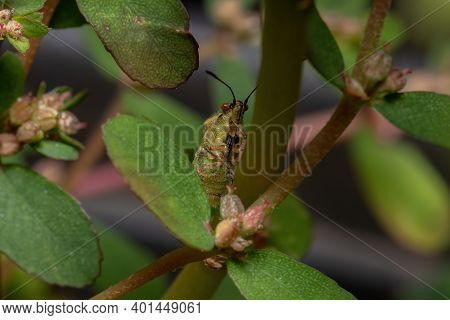 Adult Scentless Plant Bug
