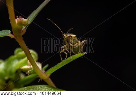 Adult Scentless Plant Bug