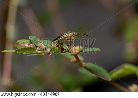 Adult Scentless Plant Bug