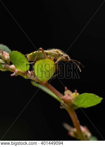 Adult Scentless Plant Bug