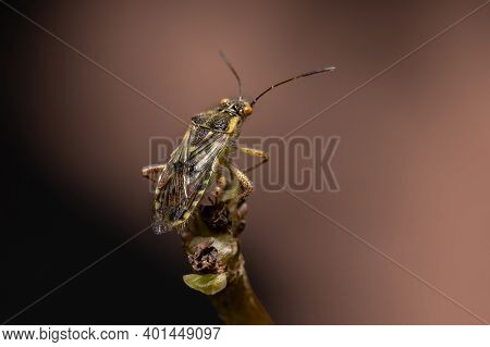 Adult Scentless Plant Bug