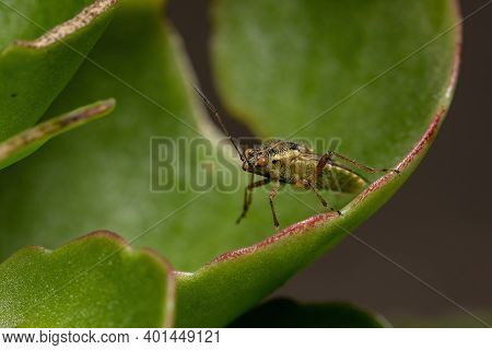 Adult Scentless Plant Bug