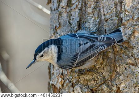 White-breasted Nuthatch (sitta Carolinensis) Standing Verticaly On A Tree During Autumn. Selective F