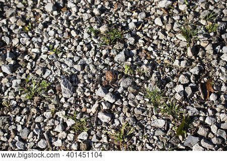 Peach Pit Seed On The Ground In Gravel