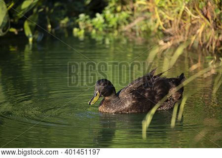 Duck In The Safety Of Shallow Water Near A Lake Shore
