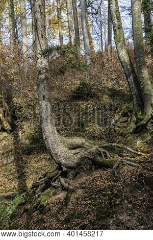 A High Tree Growing On A Huge Rock