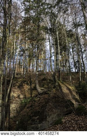A High Tree Growing On A Huge Rock