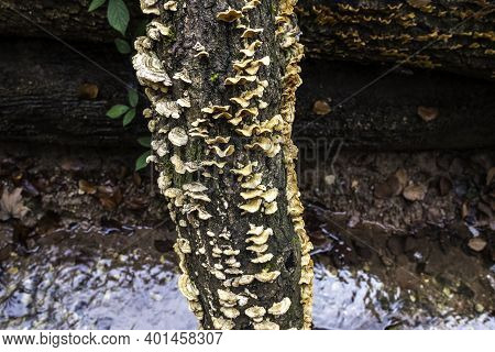 A Bunch Of Mushrooms On An Old Dead Tree Trunk