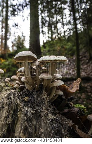 A Bunch Of Mushrooms On An Old Dead Tree Trunk