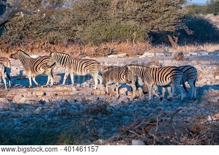Burchells Zebras, Equus Quagga Burchellii, Walking At Sunrise In Northern Namibia
