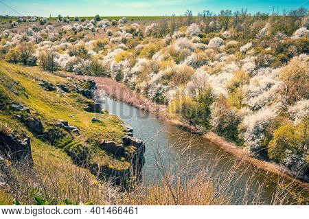 Rocky Bank Of The Mountain River. View Of The River In A Valley With Blossom Trees In Early Spring. 