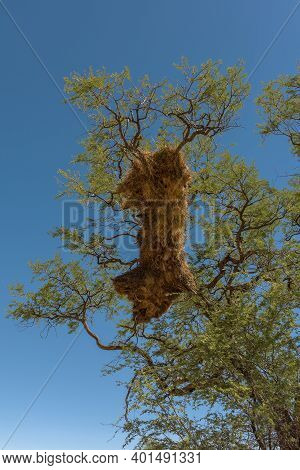 Sociable Weaver Bird, Philetairus Socius, Nest On A Tree Branch, Namibia