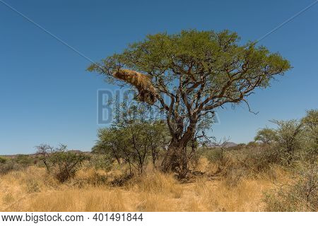Sociable Weaver Bird, Philetairus Socius, Nest On A Tree Branch, Namibia