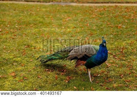 Closeup Portrait Of Peacock Walking In Romantic French Style Park, Green Grass And Yellow Leaves, Ga