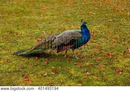 Closeup Portrait Of Peacock Walking In Romantic French Style Park, Green Grass And Yellow Leaves, Ga