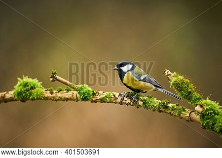 Great Tit, Parus Major, Black And Yellow Songbird Sitting On The Nice Lichen Tree Branch