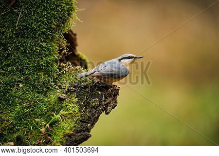 Close Up Wood Nuthatch