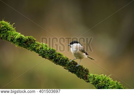 Marsh Tit (poecile Palustris), Black And White Songbird