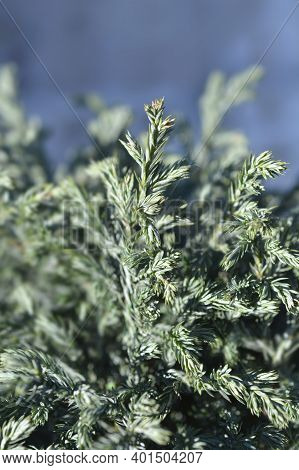 Sawara Cypress Blue Moon - Latin Name - Chamaecyparis Pisifera Blue Moon