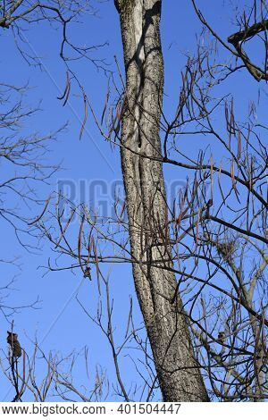 Common Catalpa Bare Branches With Seed Pods - Latin Name - Catalpa Bignonioides