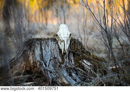 A Scary Animal Skull In The Spring Forest. Deer Sceleton On Forest Floor. Circle Of Life. Woodland S