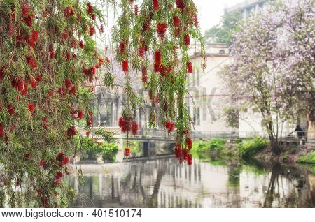 The Red Flowers From A Weeping Bottle Brush Tree, Calistemon Viminalis, Blooming In Guangzhou China.