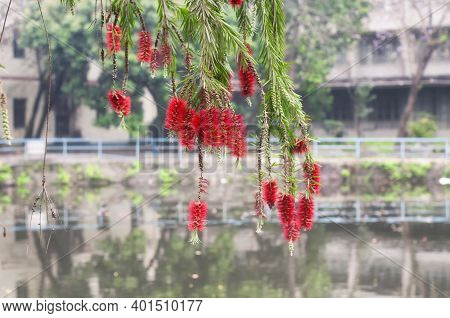 The Red Flowers From A Weeping Bottle Brush Tree, Calistemon Viminalis, Blooming In Guangzhou China.