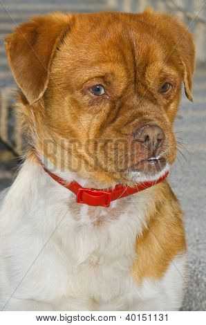 Allvarliga hund tittar på