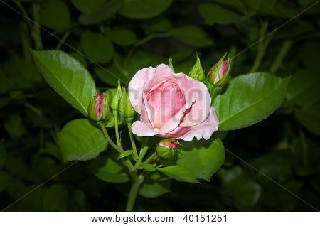 Blommande rosa rosor på gröna blad bakgrund
