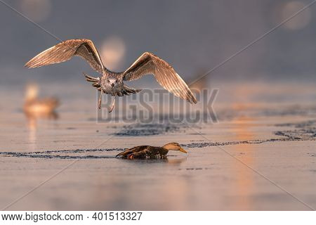 Adult American Herring Gull Larus Smithsonianus Foraging In Shallow Sea Water New Jersey, Usa.