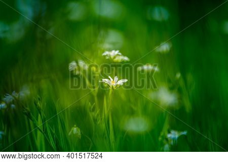 Beautiful White Greater Stitchwort Flowers Blooming On A Forest Meador Ground In Spring. Rabelera Ho