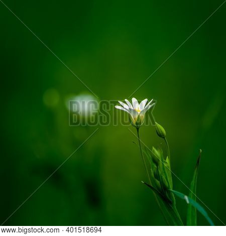 Beautiful White Greater Stitchwort Flowers Blooming On A Forest Meador Ground In Spring. Rabelera Ho