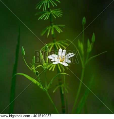 Beautiful White Greater Stitchwort Flowers Blooming On A Forest Meador Ground In Spring. Rabelera Ho
