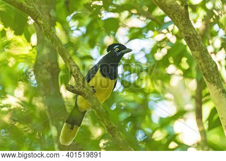 Plush Crested Jay In The Forest In Iguazu National Park In Argentina