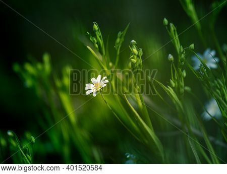 Beautiful White Greater Stitchwort Flowers Blooming On A Forest Meador Ground In Spring. Rabelera Ho