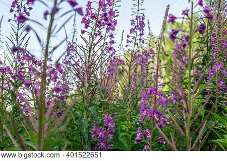 Field Of Blooming Sally Flowers Or Ivan Tea, Wild Medicinal Herbal Tea Of Willow Plant Or Epilobium