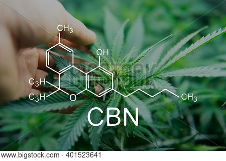 Cbn Cannabinoloil And Marijuana. Cannabis Legalization Medical Pot. Formula Cannabis . Weed Decrimin