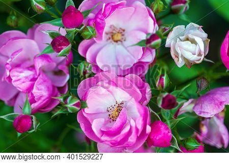 Pink-white Rose Flowers And Buds In Rosary, Closeup Shot (rosa Angela By Kordes)