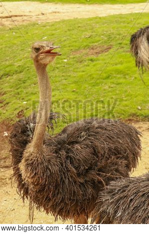 A Portrait Of An Ostrich, Struthio Camelus Common Ostrich Struthio Camelus, Or Simply Ostrich, Is A